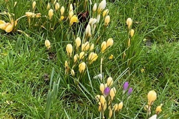 Cemetery Crocus 2